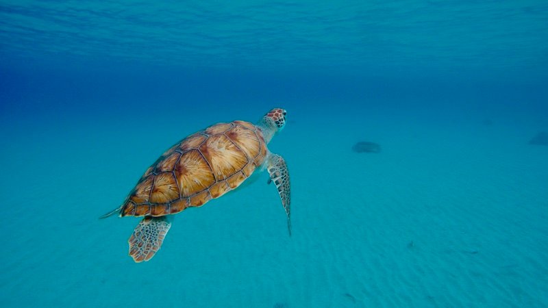 A sea turtle swimming in clear turquoise water